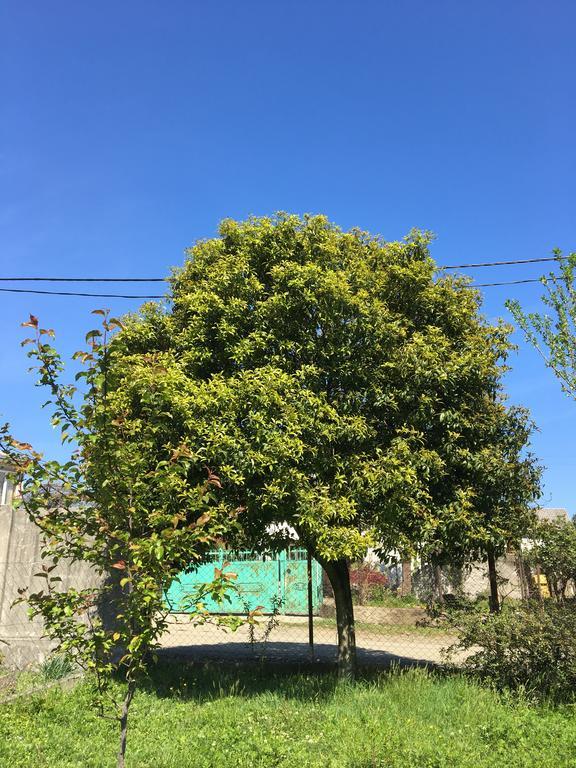 Homestay in Batumi Дом в Чакви Bagian luar foto